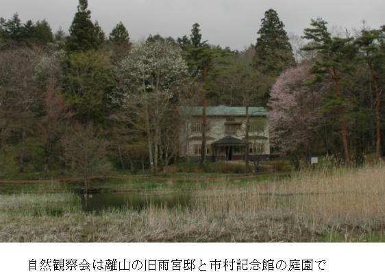 コブシと山桜が美しい（2012年5月1日撮影）