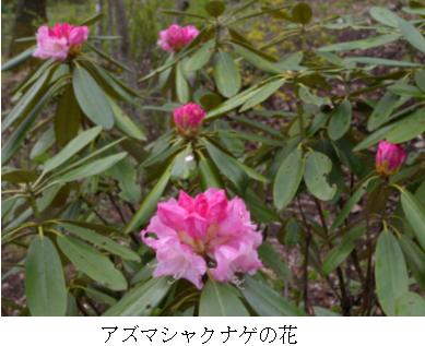 軽井沢では庭木として人気があります
