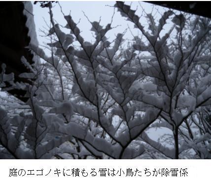 エゴノキは小鳥たちの大好きな木