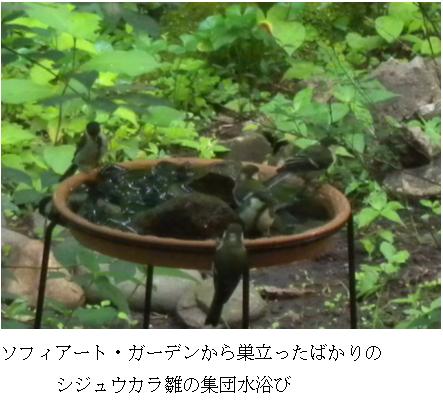 シジュウカラ雛の集団水浴び