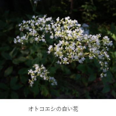 似た白い花でヒヨドリバナもあります