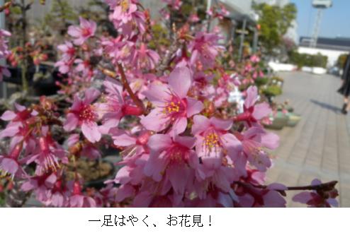 街中の桜の開花はまだ先