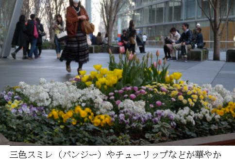 都会のお花畑は早春の装い（東京国際フォーラム）