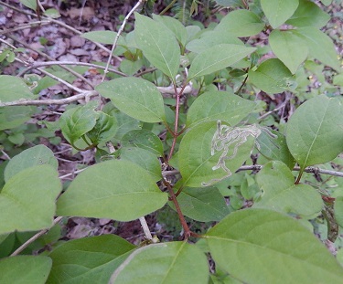 オニヒョウタンボクの葉の独特の虫食い跡