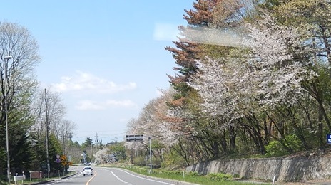 軽井沢町の新緑の様子
