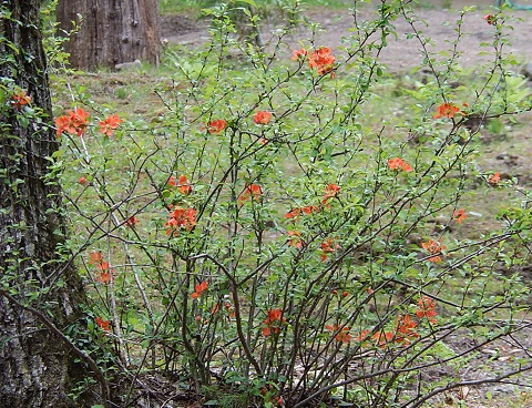 泉の里の別荘庭に咲くクサボケの花