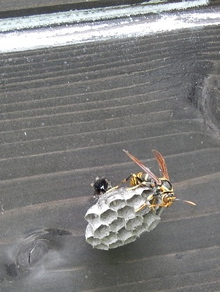 製作スタートの蜂の巣に卵が見える