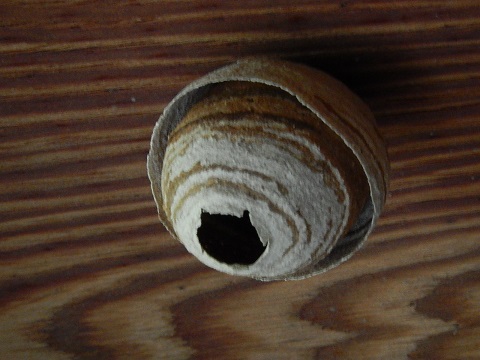 車庫にできかけのスズメ蜂の巣