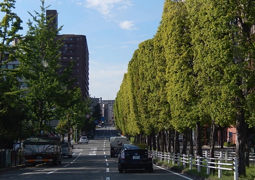 京都の街路樹並木（トウカエデ）