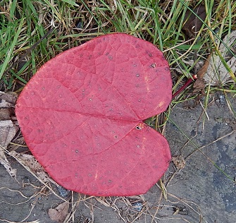 マルバノキの紅葉（はあと）