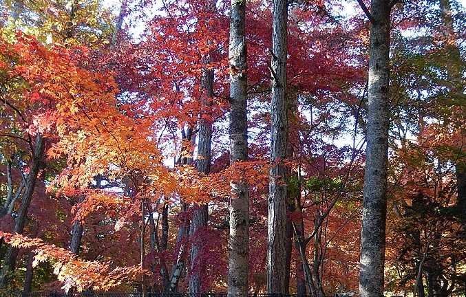 旧軽井沢の紅葉