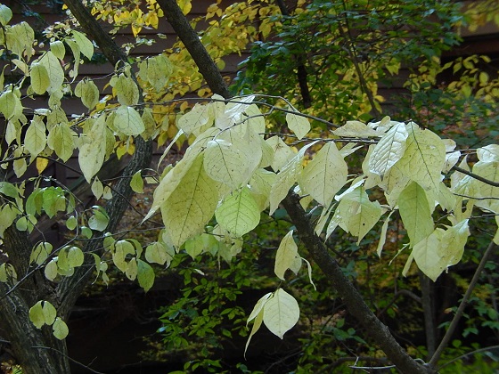 旧軽井沢の黄葉