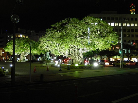 那覇市役所前のシンボルツリーのガジュマル