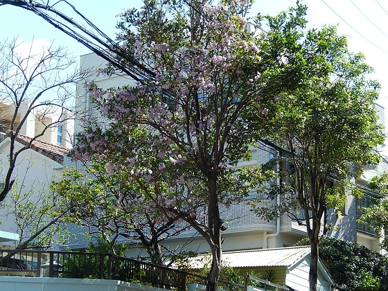 那覇市中心部の街路樹トックリキワタの花