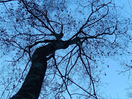 エノキの樹形