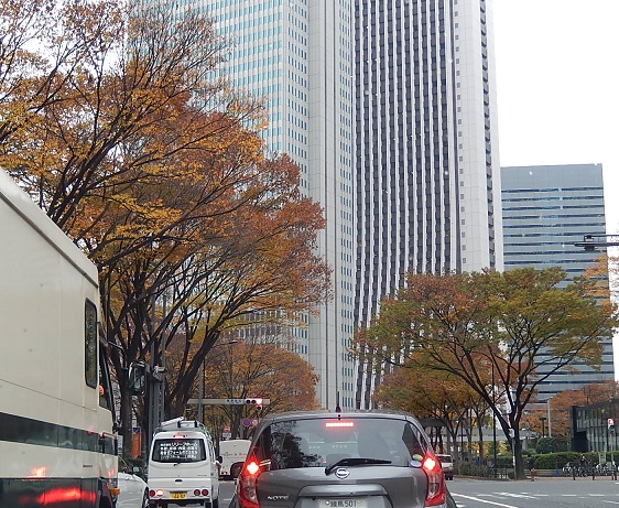 東京都心の街路樹（ラクウショウかメタセコイア）