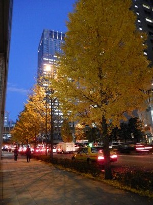東京駅付近のイチョウ並木