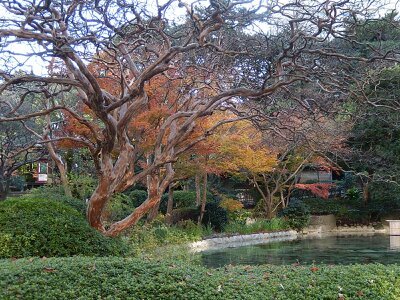 東京高輪のホテル庭園（サルスベリ古木、紅葉など）
