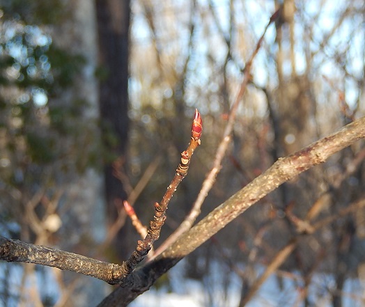 マルバノキの冬芽は赤い