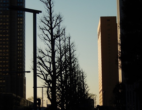 新宿のイチョウ並木
