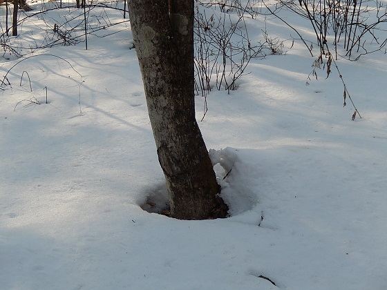 木の根元から少しずつ雪融け（根開き）
