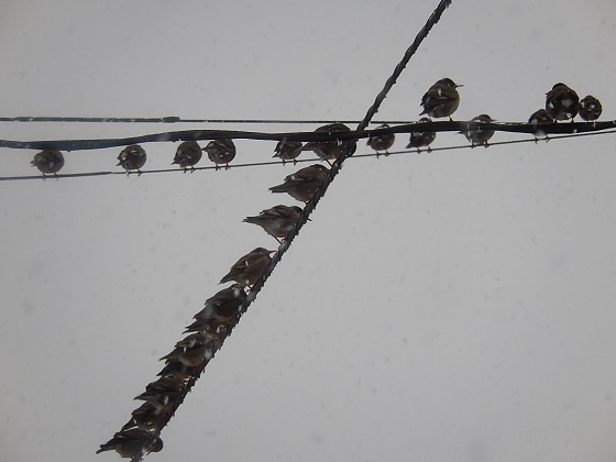 後日、古宿の電線で見たコムクドリの集団