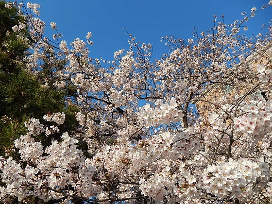 上智大学沿いの土手の桜並木