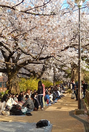 上智大学沿いの土手の桜並木（学生の宴会風景）