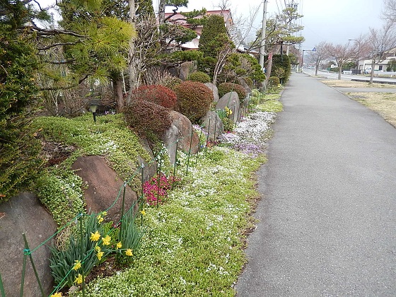 軽井沢駅前の民家の庭先で春の花がきれい（4/20）