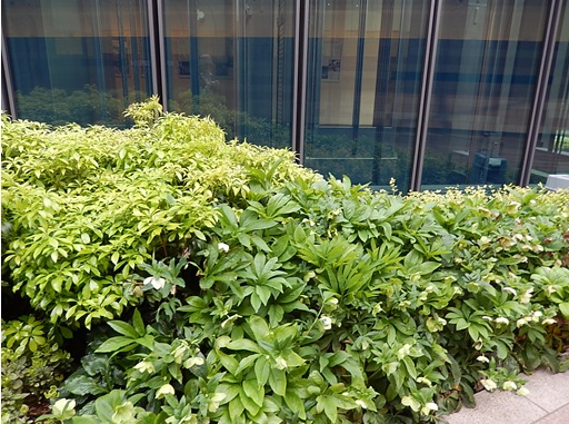 名古屋の商業ビルの植栽のクリスマスローズ（この時期に開花？）