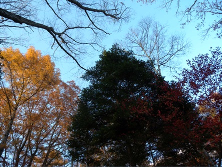 ソフィアート・ガーデンの紅葉終盤（カラマツ、モミと落葉後の木の枝）