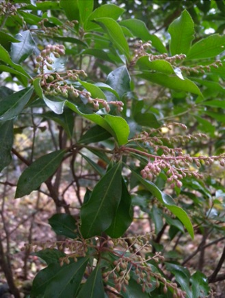 常緑樹のアセビには来年の花芽