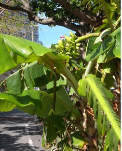 街路樹のような島バナナ