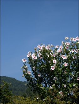 離山を背景に木槿の花
