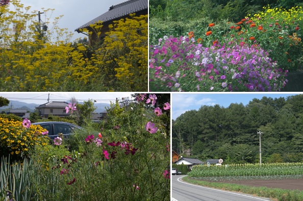 軽井沢町の民家の庭先風景（コスモス、オミナエシ等の花々やトウモロコシ畑）