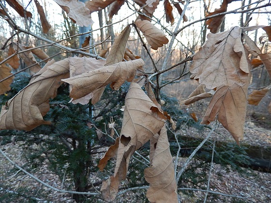 冬のカシワの葉