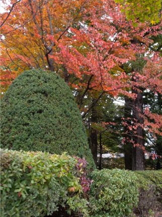 軽井沢警察署の庭木はきれいに色づく