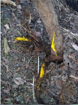 キハダの根と樹皮は鮮やかな黄色