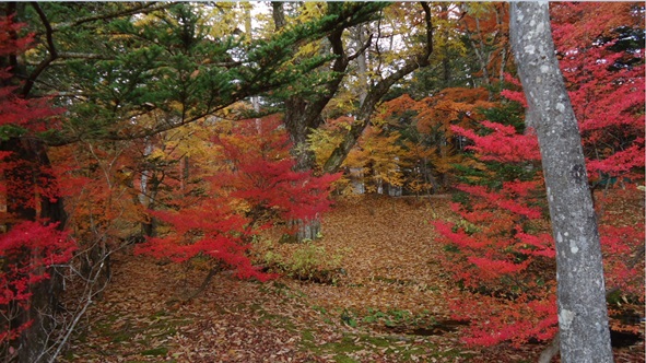 雲場池近隣の紅葉