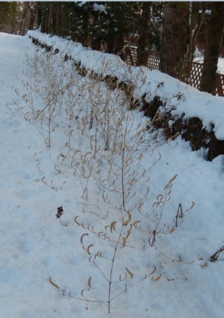 雪の中の枯れナギナタコウジュ
