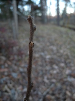 ヌルデの冬芽は白っぽく、らせん状につく