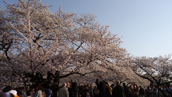 日本武道館の桜