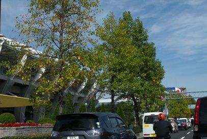 仙台市内の街路樹（ユリノキ）