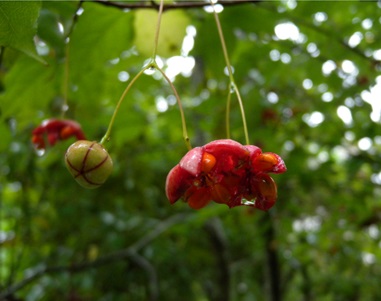 ツリバナ（吊花）の赤い実