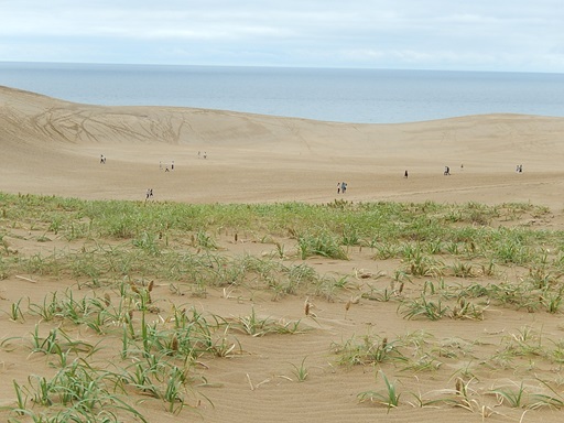 砂丘も段々緑に覆われる