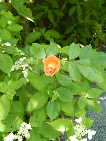 咲き残りのオレンジバラ（サマーサンセット）