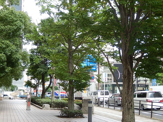 千葉駅新町交差点側の植栽（カツラ）