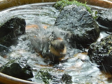 水浴び大好きなヤマガラ
