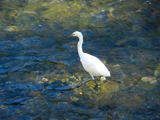 松本市の女鳥羽川の白鷺