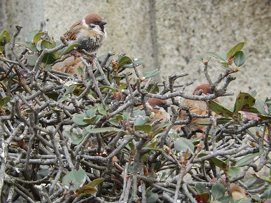 日比谷公園にて植え込みで群れる雀（写真中に8羽、実際はもっとたくさん）